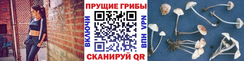 Псилоцибиновые грибы Cubensis  Домодедово 